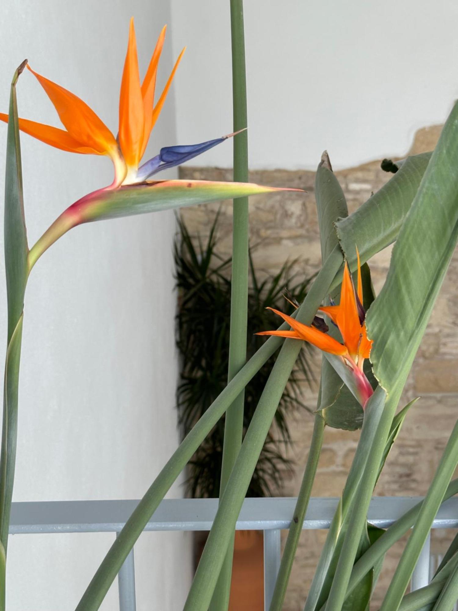 Appartement Casa Nuna Modern Loft With Private Garden Terrace